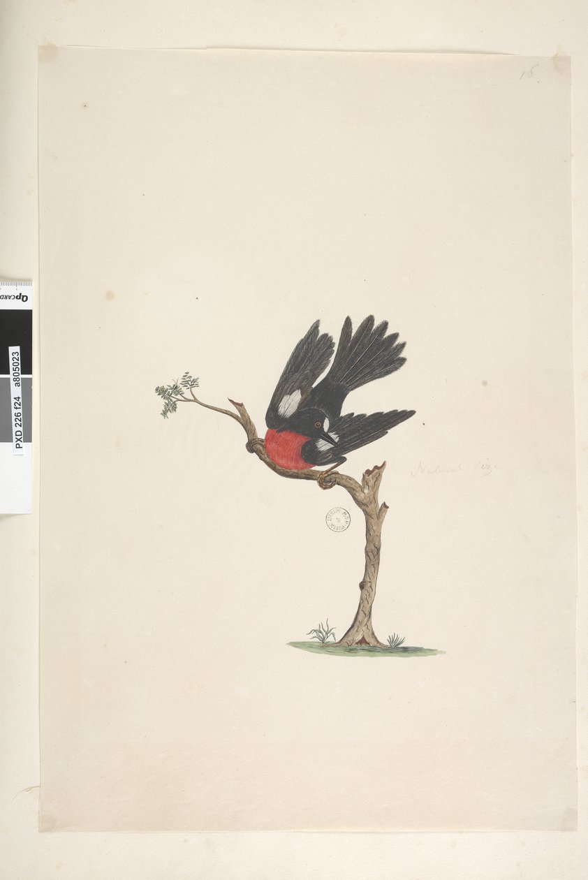 صفحة 24. الحجم الطبيعي القرمزي روبن بترويكا متعدد الألوان ، ذكر ، جزيرة نورفولك ، 1791-92 بواسطة فنان غير معروف