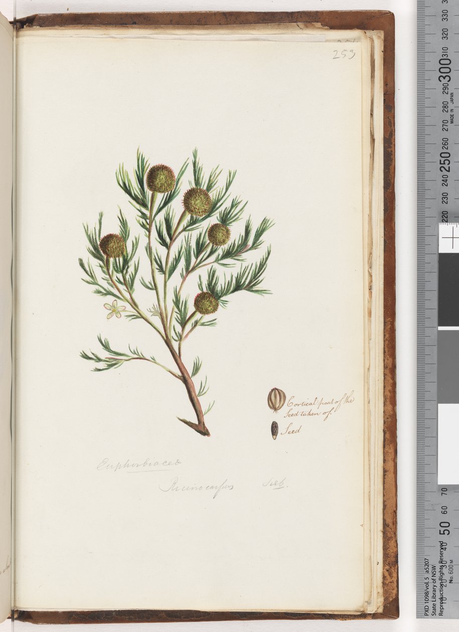 صفحة 253. Euphorbiaceae - Ricinocarpus ...؟ زفاف بوش بواسطة فنان غير معروف