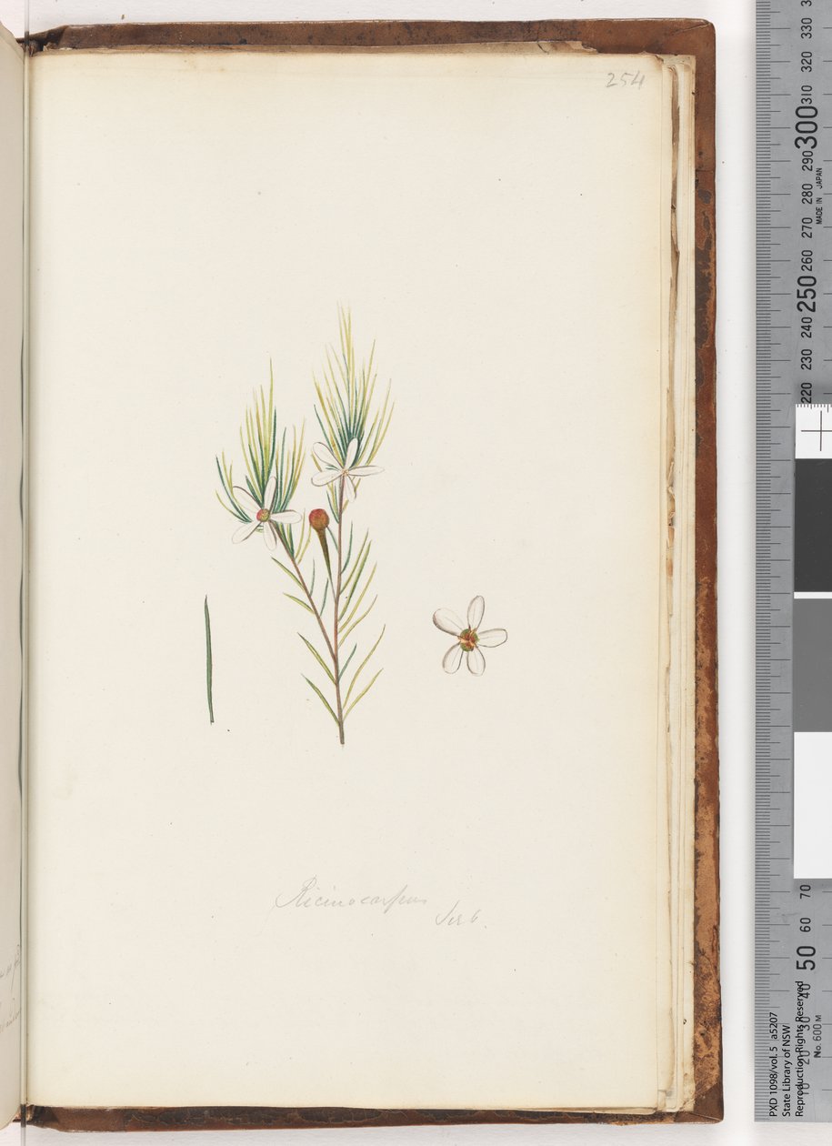 صفحة 254. Ricinocarpus - ؟؟ بواسطة فنان غير معروف