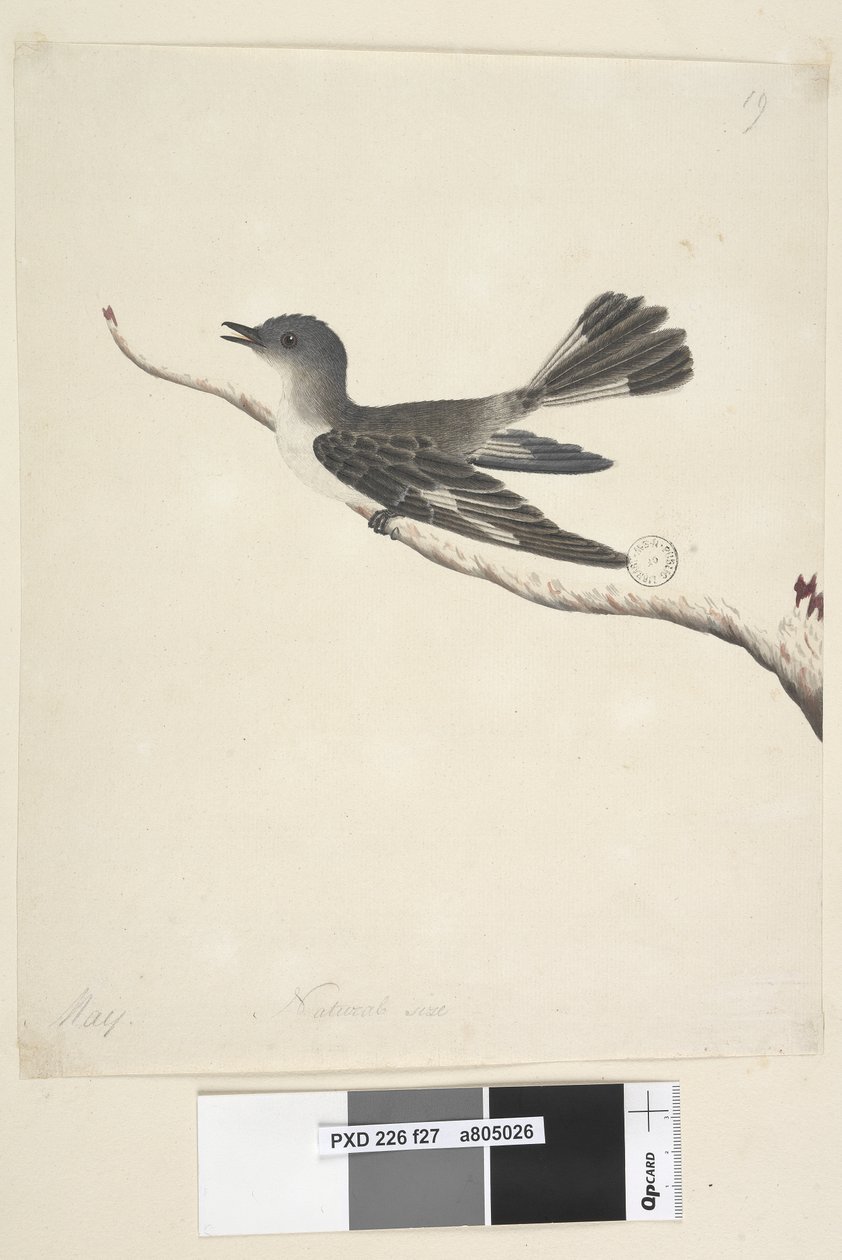 الصفحة 27. مايو. روبن ذو قلنسوة بالحجم الطبيعي ، أنثى Melanodryas cucullata ، 1791-92 بواسطة فنان غير معروف