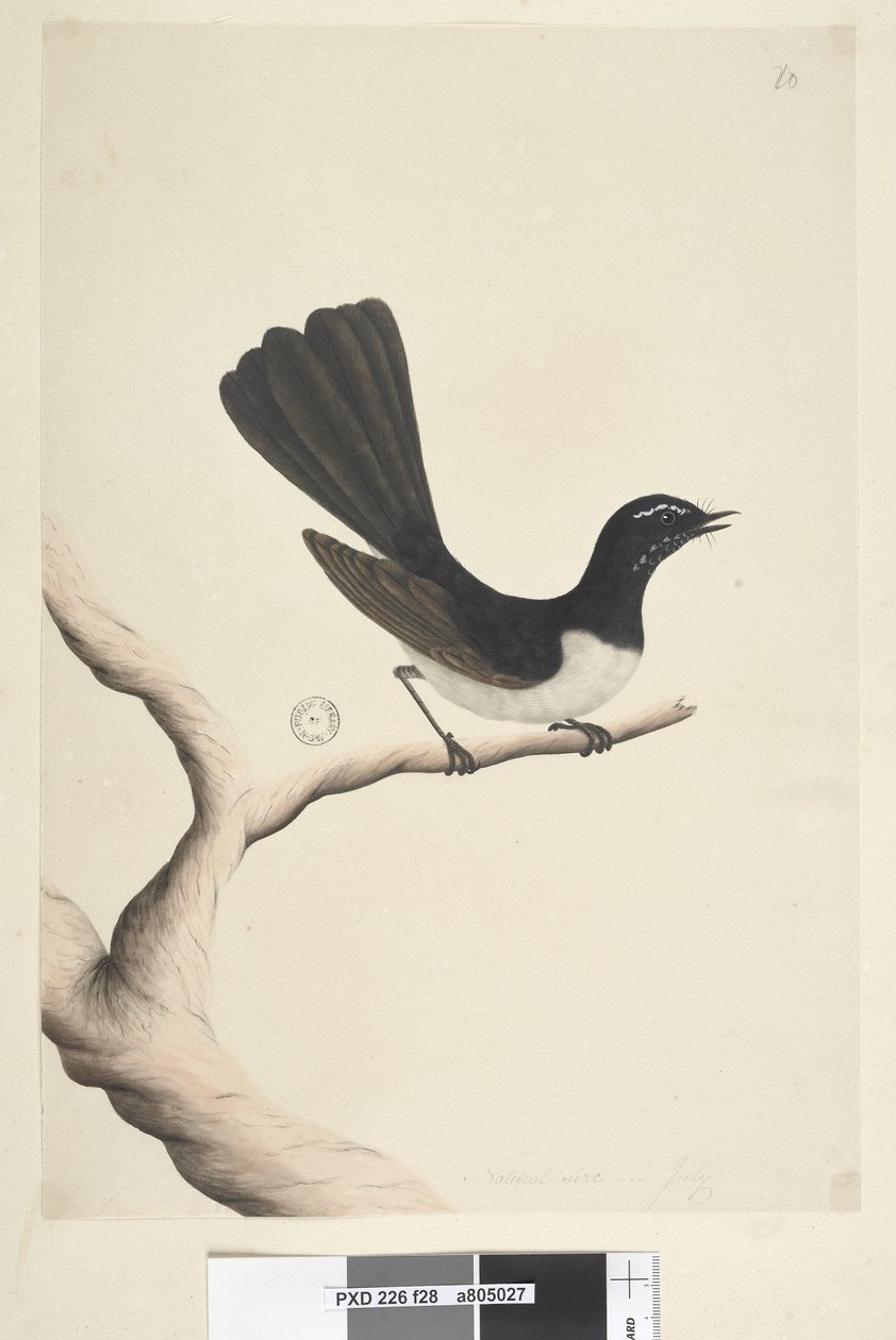 صفحة 28. الحجم الطبيعي ، يوليو Willie Wagtail Rhipidura leucophrys ، 1791-92 بواسطة فنان غير معروف