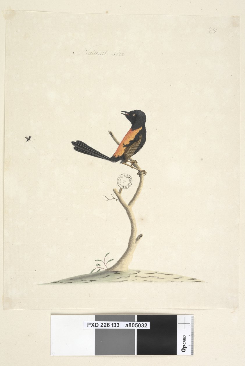 صفحة 33. الحجم الطبيعي أحمر ، مدعوم Wren Malurus melanocephalu ، ذكر ، 1791-92 بواسطة فنان غير معروف