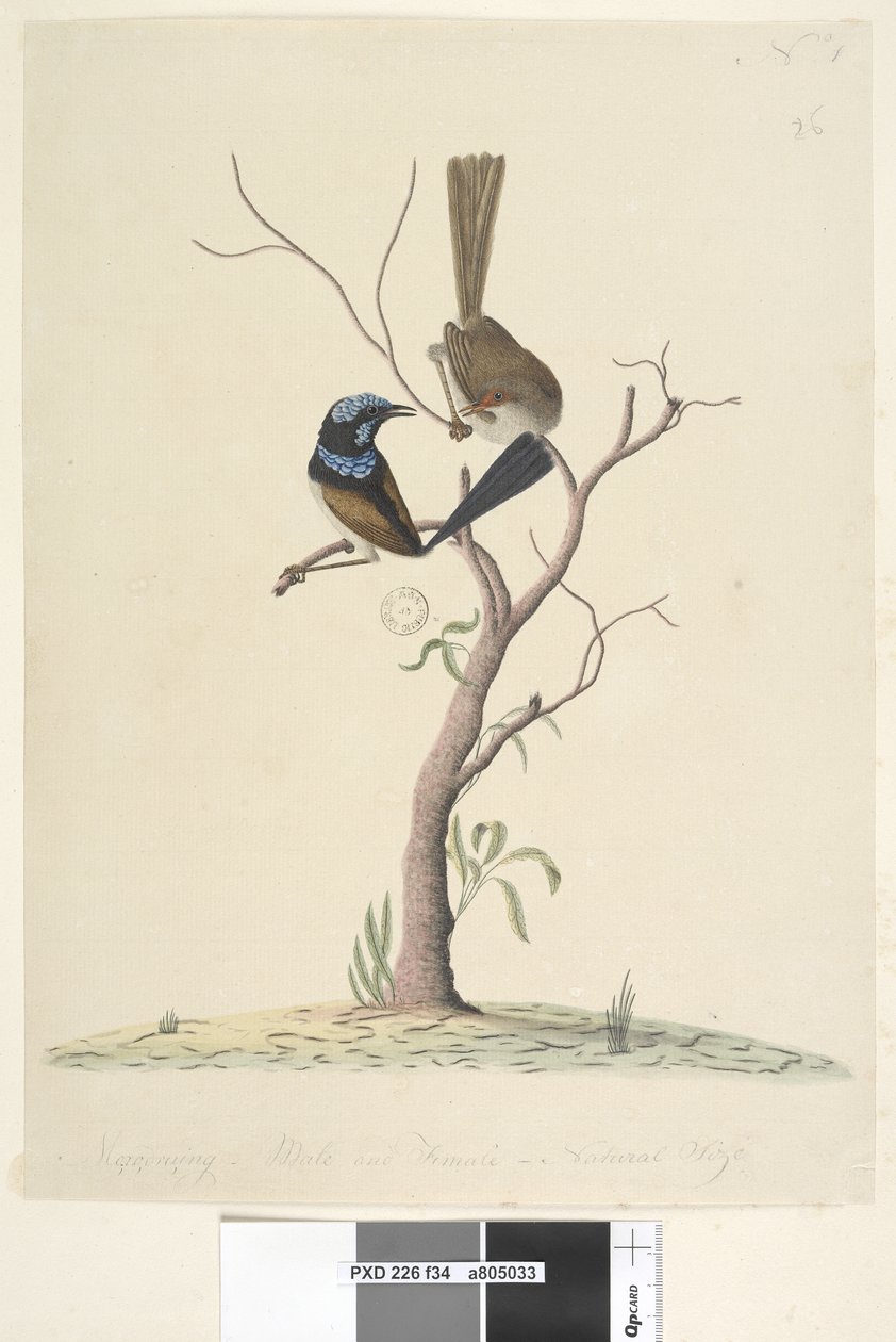 الصفحة 34. Mo ، ro ، dru ، ing ، ذكر وأنثى ، الحجم الطبيعي Superb Blue Wren Malarus cyaneus ، 1791-92 بواسطة فنان غير معروف