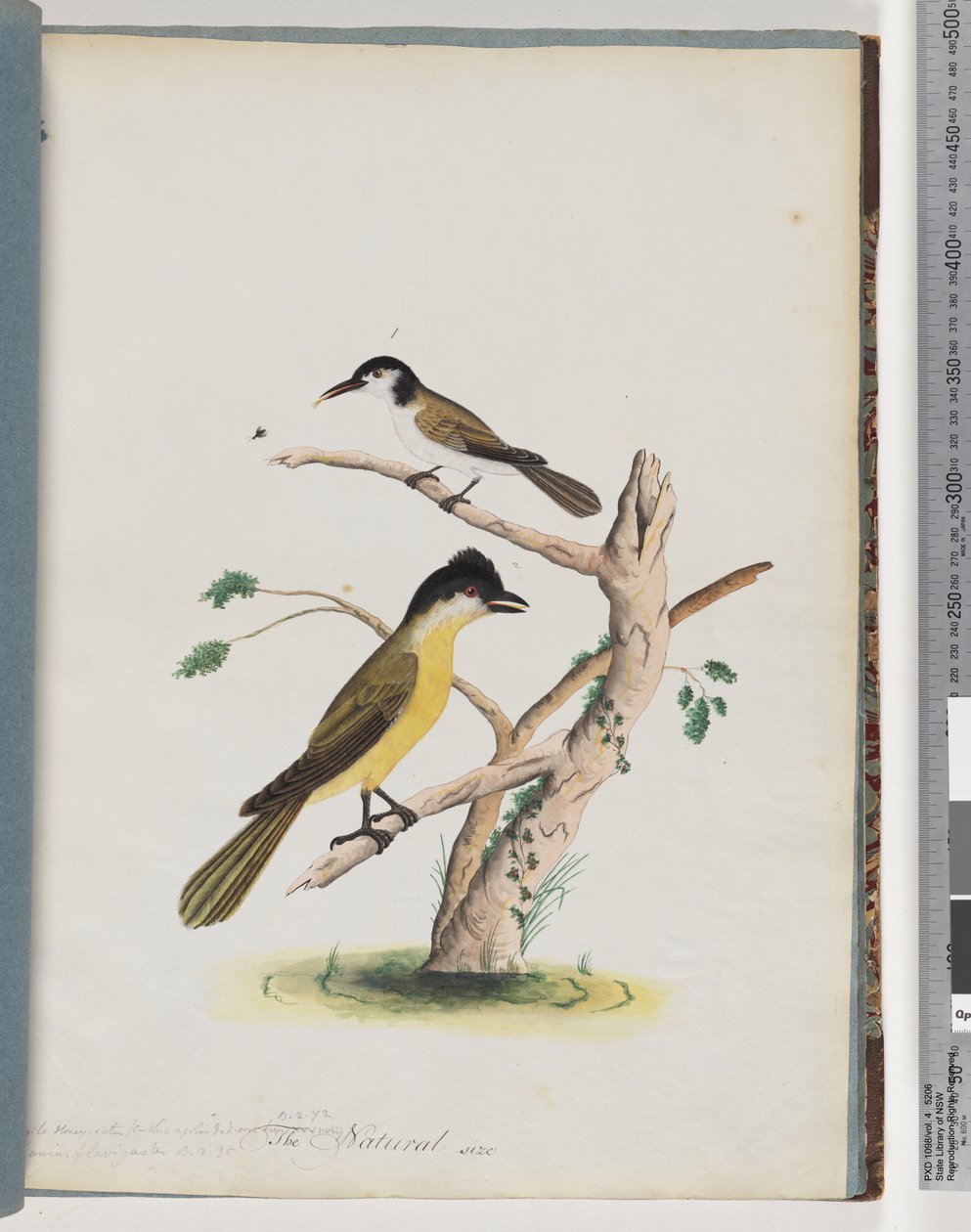 صفحة 37. 1. طائر غير معروف. رشيقة العسل. الزاحف أسود الرأس بواسطة فنان غير معروف