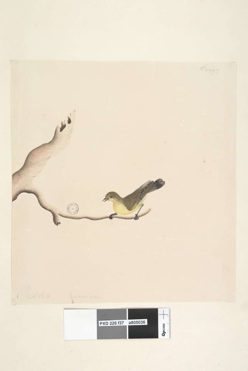 صفحة 37. أكتوبر. الحجم الطبيعي Yellow Thornbill Acanthiza nana ، 1791-92 بواسطة فنان غير معروف