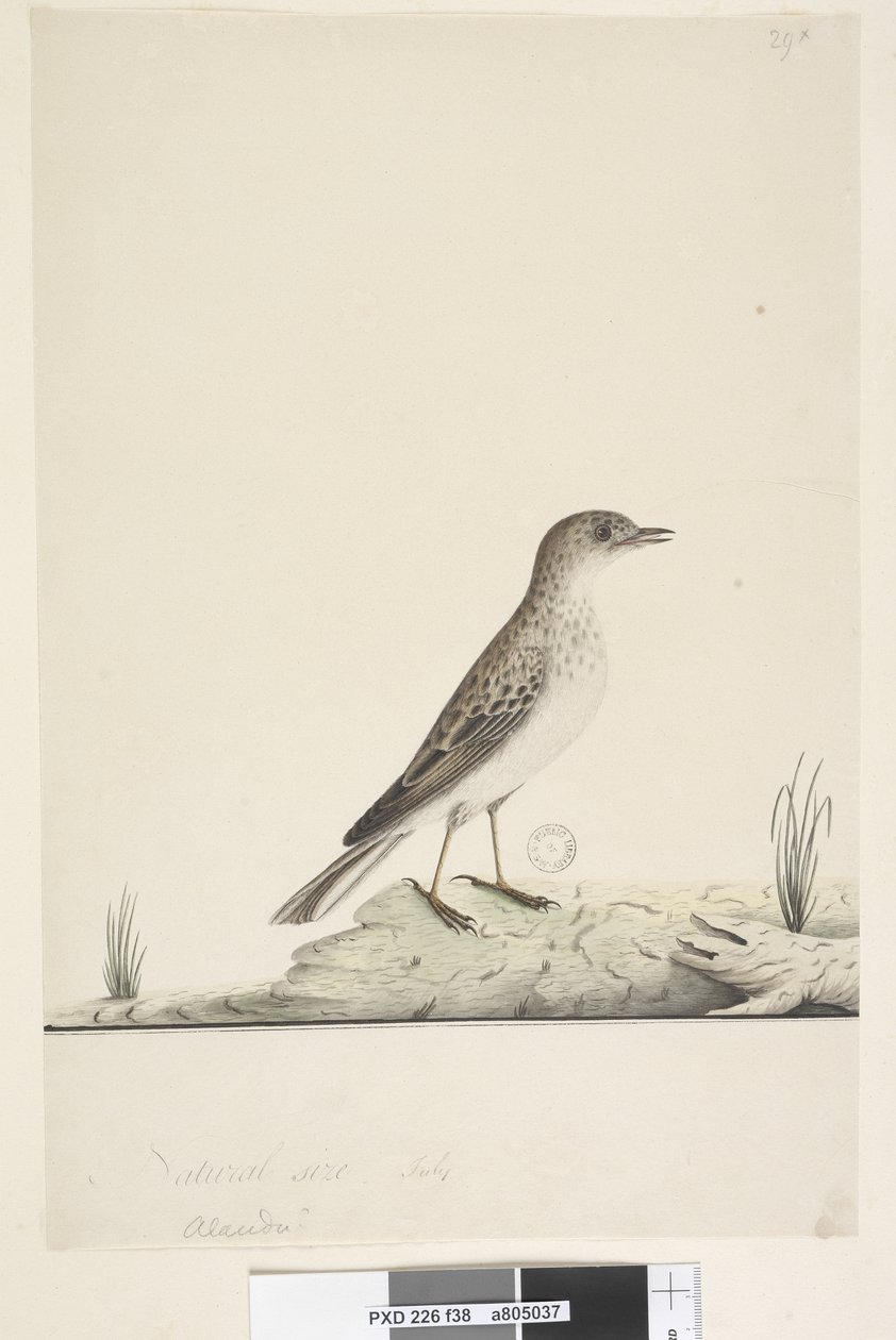 صفحة 38. ألوندو؟ العنوان أعلاه بيد مختلفة الحجم الطبيعي ، يوليو Pipit Anthus australis ، 1791-92 بواسطة فنان غير معروف