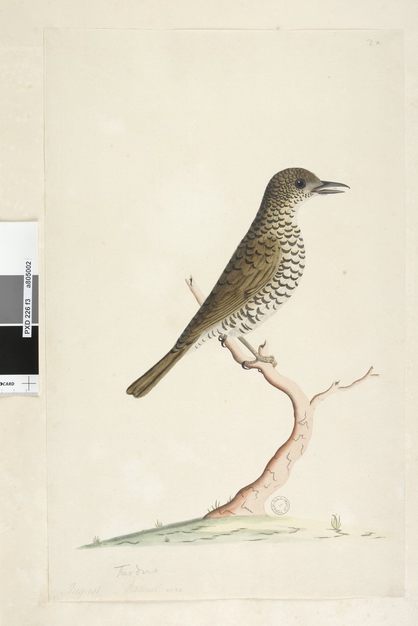 الصفحة 3. Turdus. العنوان أدناه بيد مختلفة الحجم الطبيعي لشهر أغسطس. جراوند Thrush Zoothera lunulata ، 1791-92 بواسطة فنان غير معروف