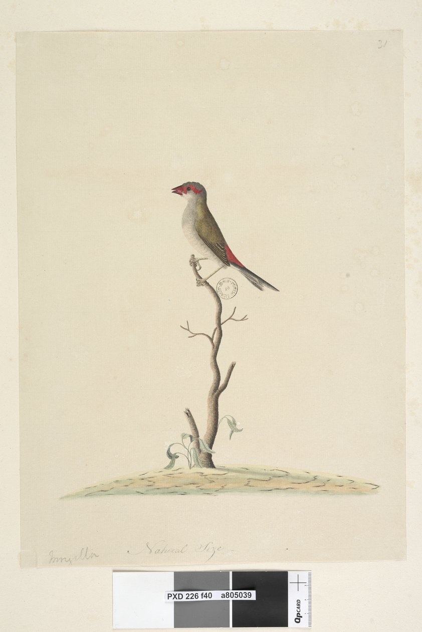 صفحة 40. المفضلة. الحجم الطبيعي الأحمر ، Browed Finch Neochmia المؤقت Aegintha المؤقت ، 1791-92 بواسطة فنان غير معروف