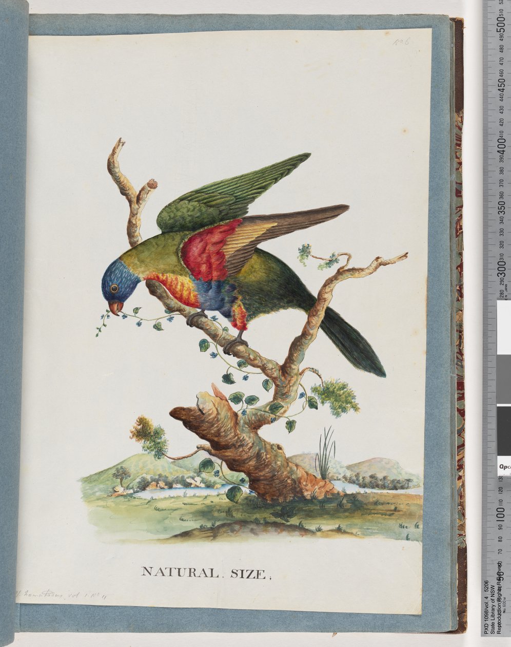 صفحة 40. قوس قزح Lorikeet. ملاحظة. Haematodus. ببغاء أحمر الصدر أو أزرق البطن بواسطة فنان غير معروف