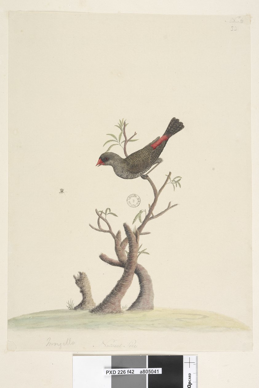 صفحة 42. Fringilla. في الوسط السفلي بيد مختلفة الحجم الطبيعي ذيل النار الماسي Stagonopleura guttata ، 1791-92 بواسطة فنان غير معروف