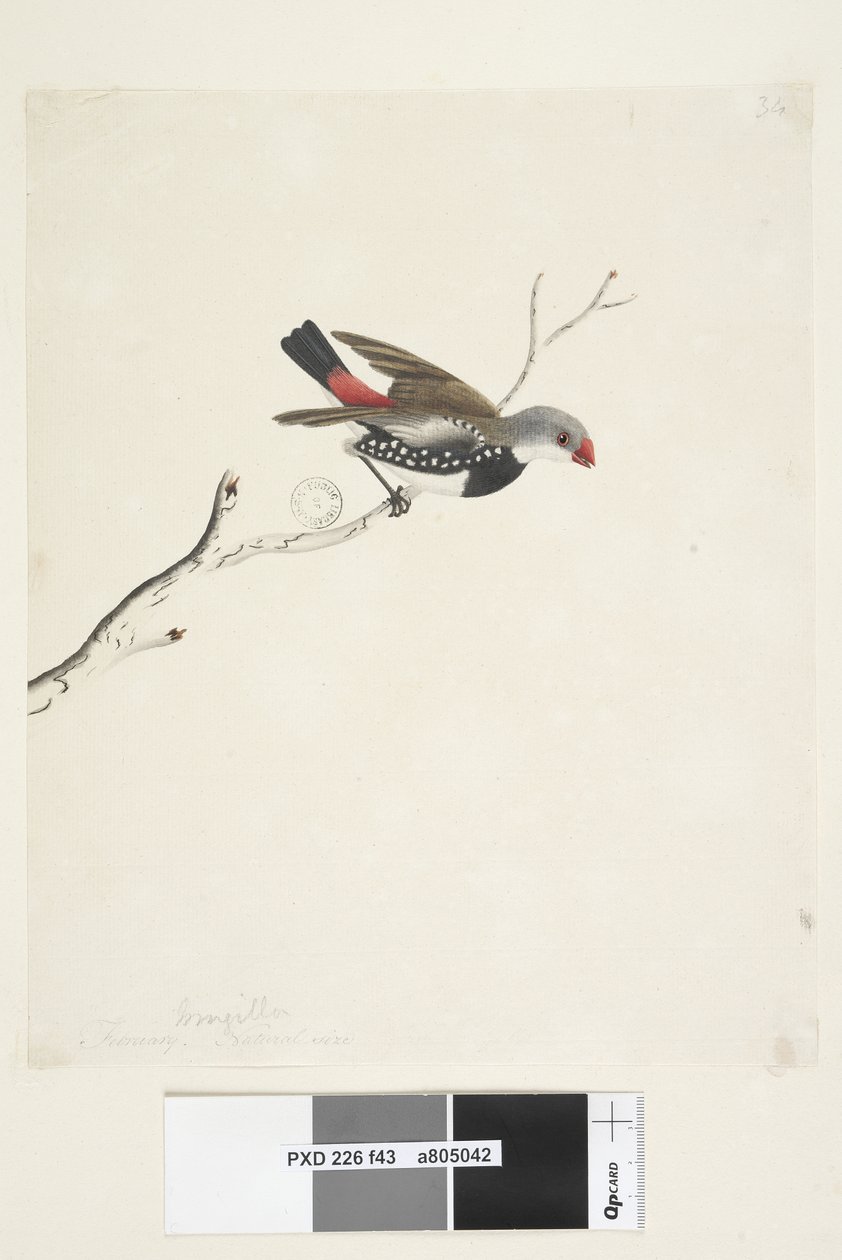 صفحة 43. Fringilla. العنوان أدناه في توزيع ورق مختلف فبراير. الحجم الطبيعي ذيل النار الماسي Stagonopleura guttata ، 1791-92 بواسطة فنان غير معروف