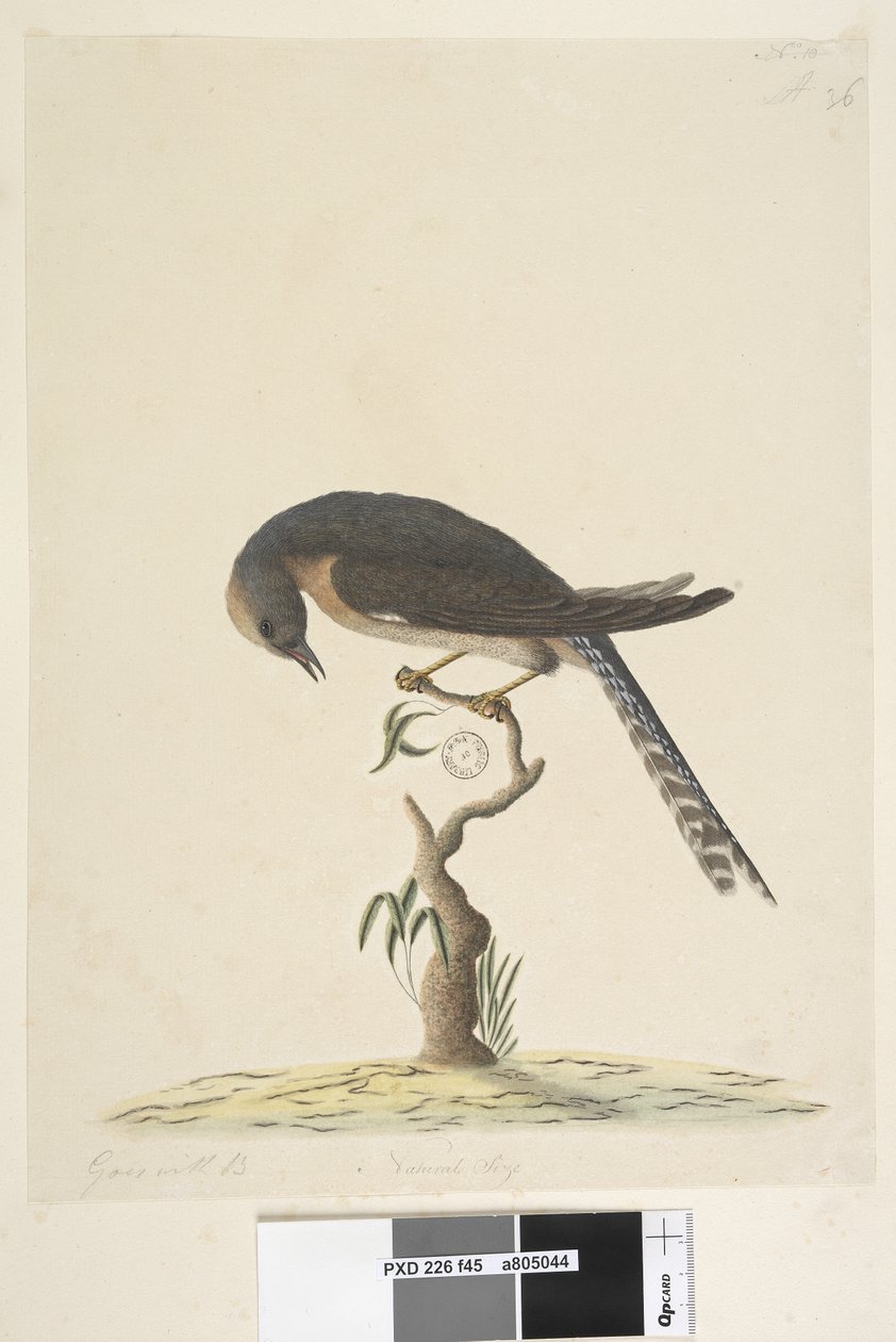 صفحة 45. الحجم الطبيعي. أعلى اليمين في يد مختلفة A في أسفل اليسار يذهب مع B ief44 Fan ، Tailed Cuckoo Cacomantis pyrrhophanus ، 1791-92 بواسطة فنان غير معروف
