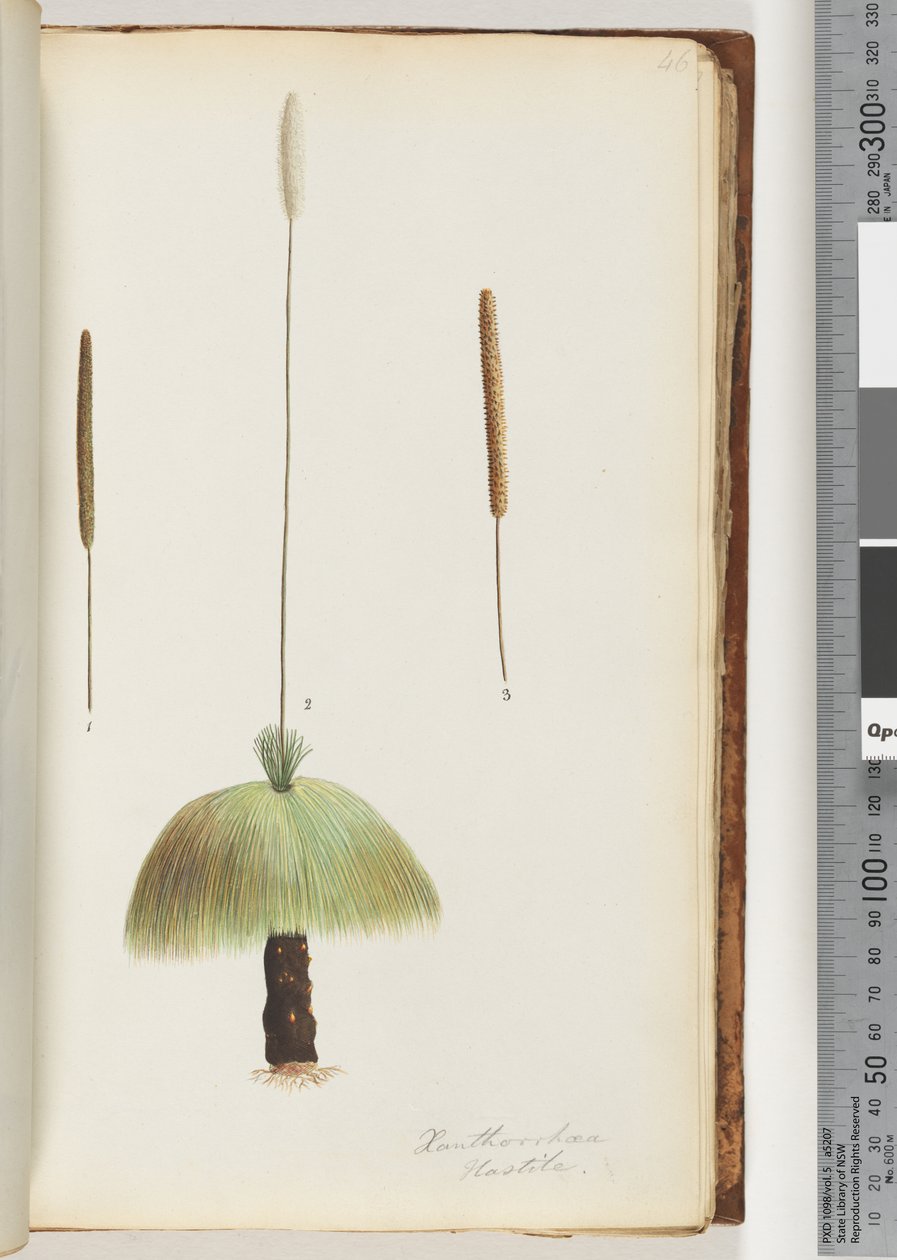 صفحة 46. Xanthorrhoea Hastile Grass tree بواسطة فنان غير معروف