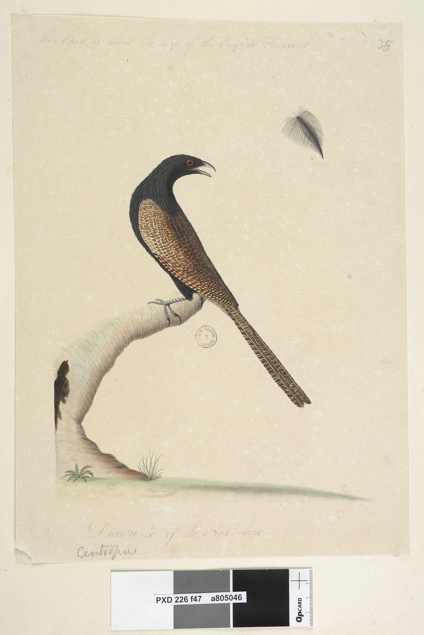 صفحة 47. Centropus. في الوسط السفلي بيد مختلفة هذا الطائر بحجم الدراج الإنجليزي. تعادل 1-3 من ناتل. بحجم. الدراج Coucal Centropushaseianinus ، 1791-92 بواسطة فنان غير معروف