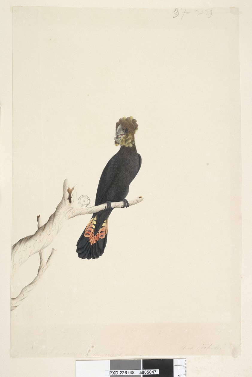 صفحة 48. Black Cockatoo. في أسفل اليسار بيد مختلفة تم تقليله بالمقياس إلى 1-3 الحجم الطبيعي. كوكاتو أسود لامع Calyptorhynchus Lathami ، أنثى ، 1791-92 بواسطة فنان غير معروف