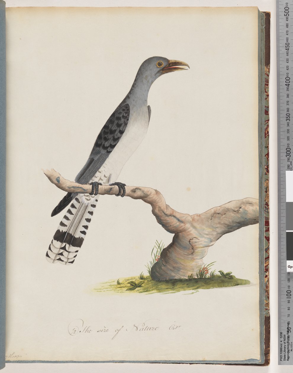 صفحة 49. طائر غير معروف. Scythrops بواسطة فنان غير معروف
