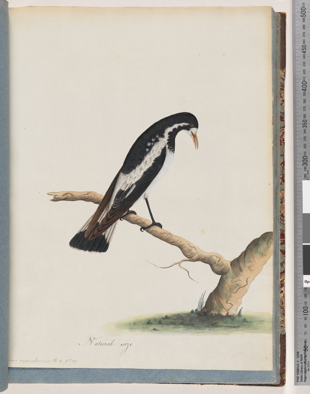 صفحة 50. Magpie-lark. كورفوس سيانولوكوس بواسطة فنان غير معروف
