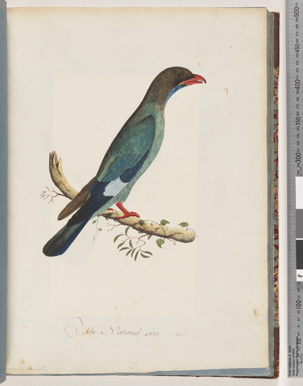 صفحة 51 Dollarbird. كوراسيوس أورينتاليس بواسطة فنان غير معروف