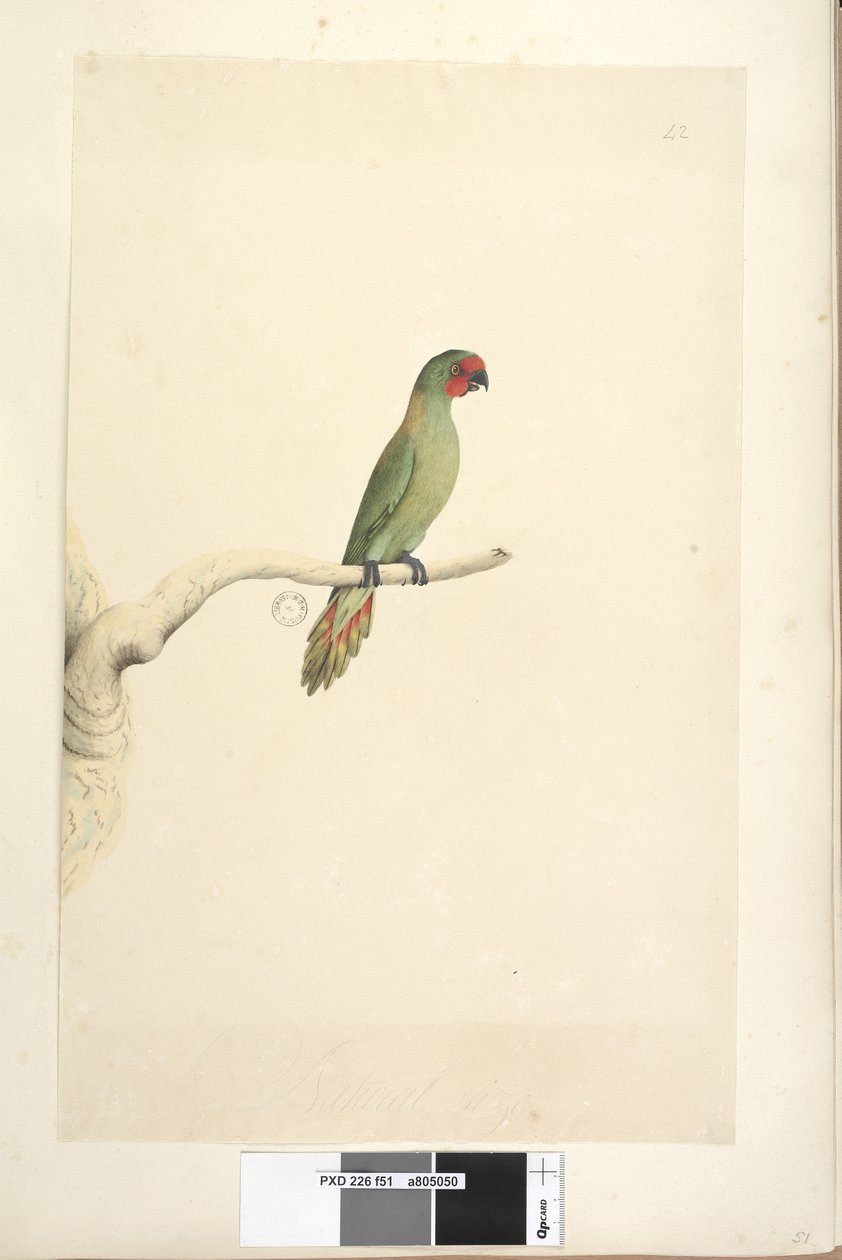 صفحة 51. الحجم الطبيعي Little Lorikeet Glossopsitta pusilla ، 1791-92 بواسطة فنان غير معروف