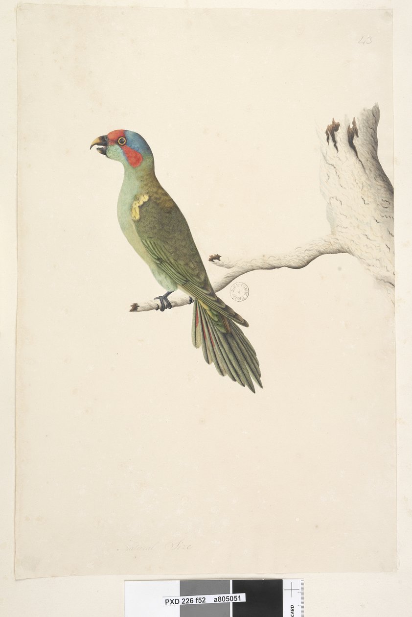 صفحة 52. الحجم الطبيعي المسك Lorikeet Glossopsitta concinna ، 1791-92 بواسطة فنان غير معروف