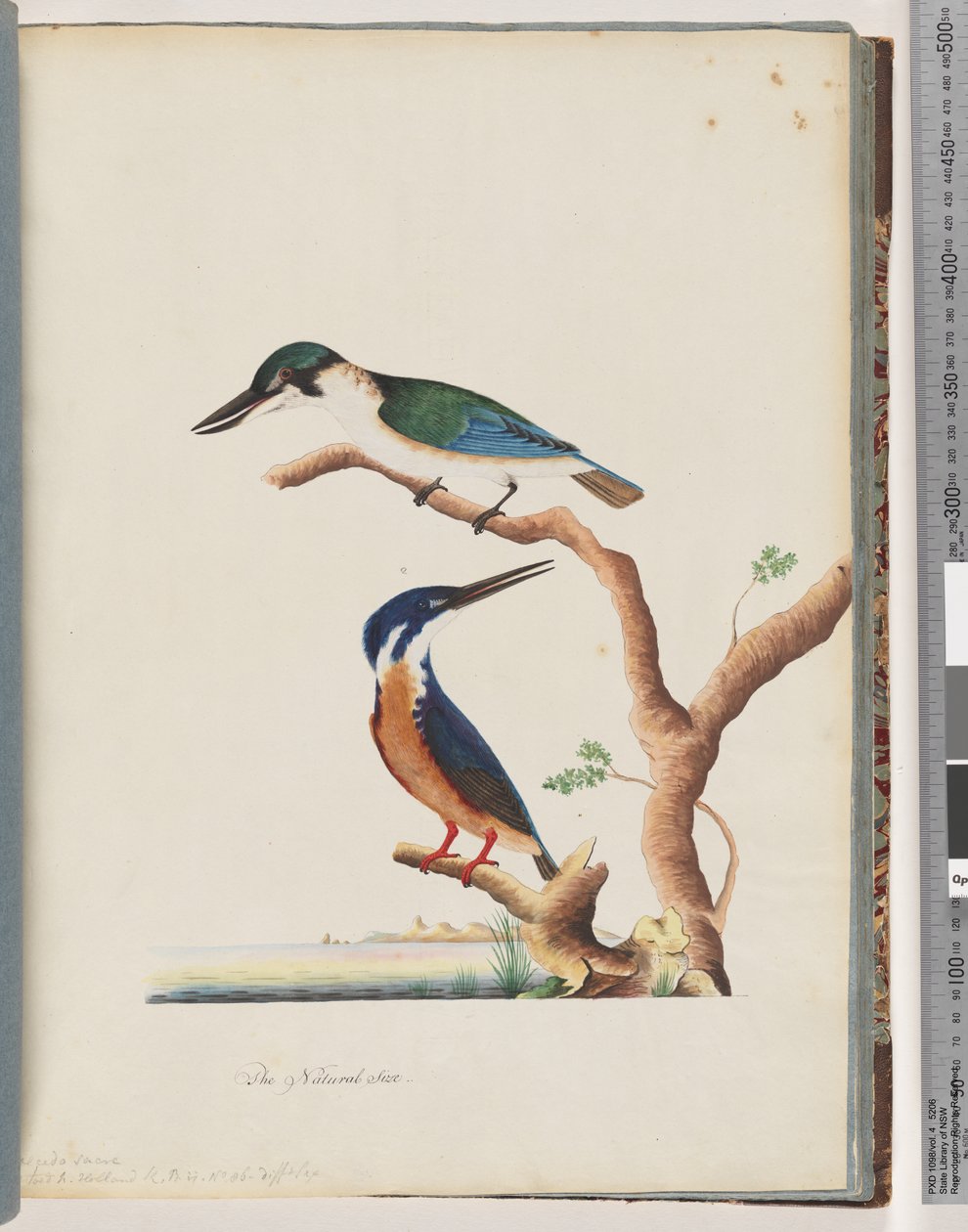 صفحة 53. 1. الرفراف المقدس. Alcedo sacre 2. أزور الرفراف. 2 ، 3 الأصابع N. Holland Kingfisher بواسطة فنان غير معروف