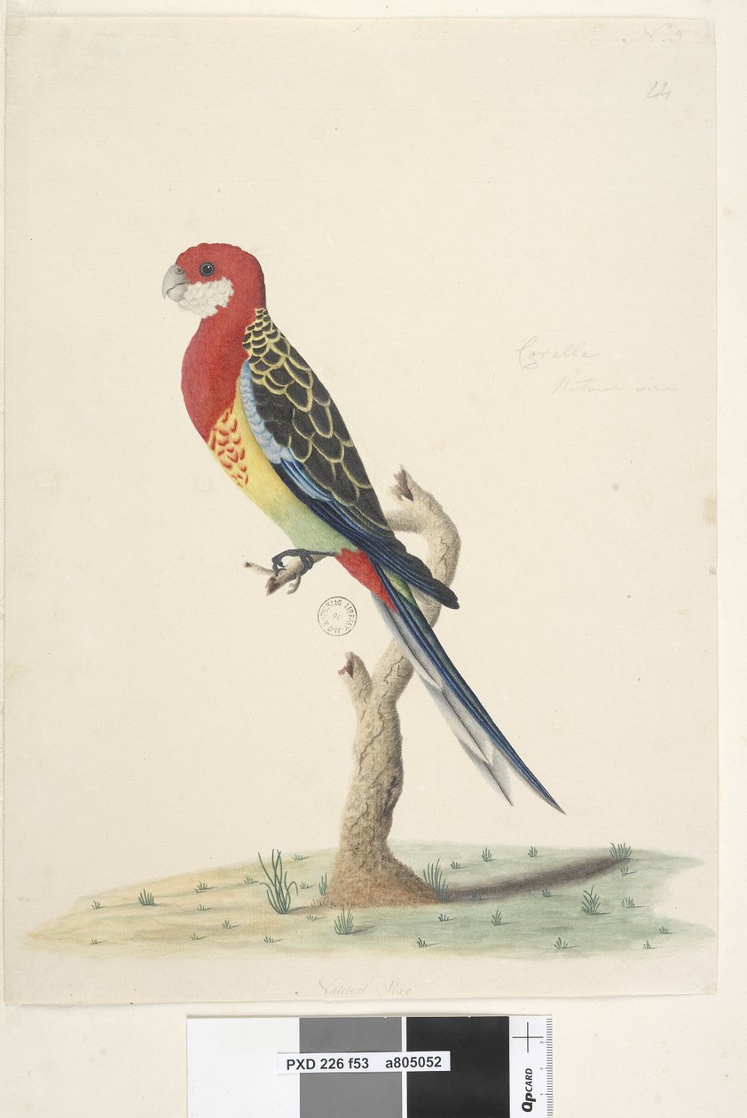 صفحة 53. كوريلا. الحجم الطبيعي Rosella Platycercus eximius ، 1791-92 بواسطة فنان غير معروف