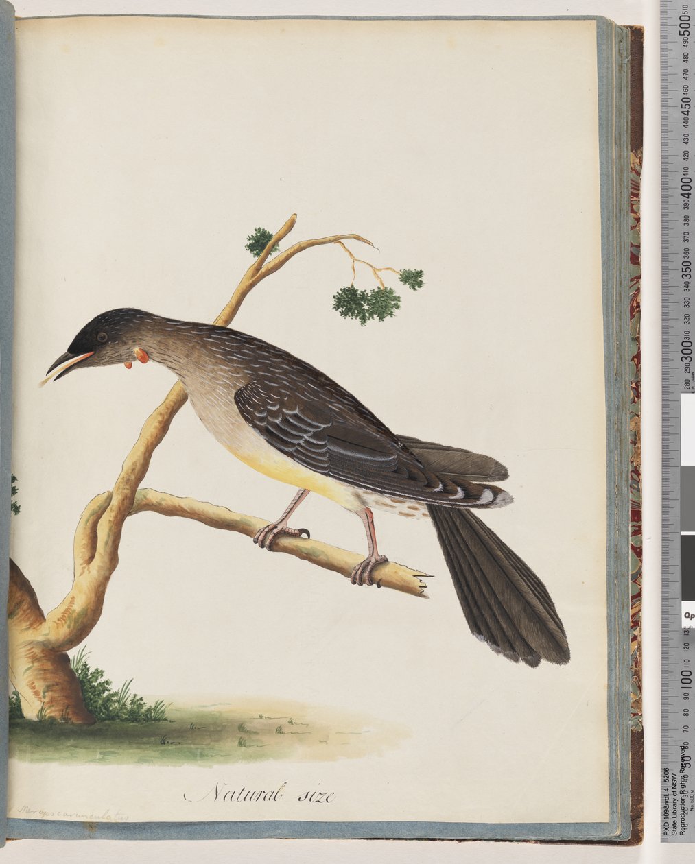 صفحة 55. Red Wattlebird. Merops carunculatus بواسطة فنان غير معروف