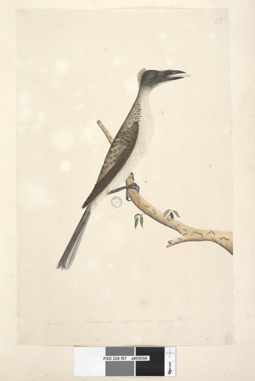 صفحة 57. يناير. الحجم الطبيعي ، من المفترض أن يكون طائرًا صغيرًا صاخب Friarbird Philemon corniculatus ، 1791-92 بواسطة فنان غير معروف