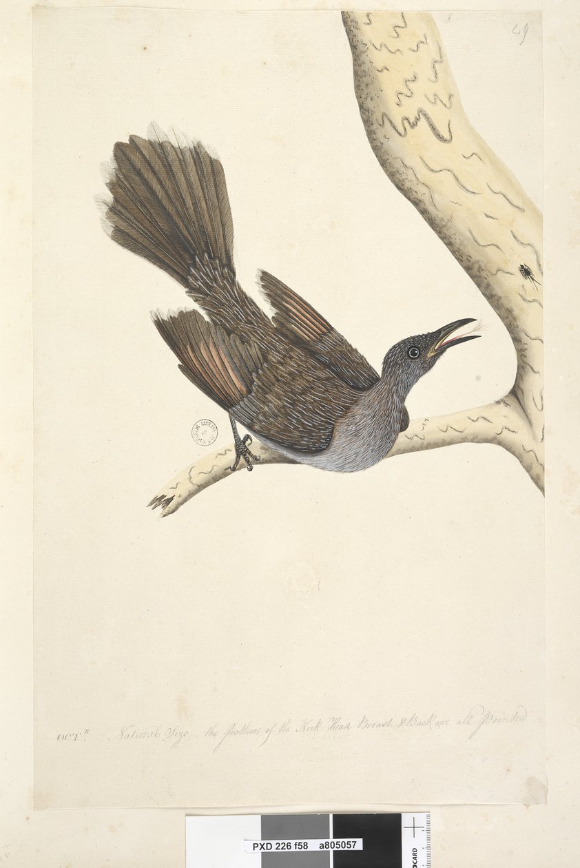 صفحة 58. أكتوبر. الحجم الطبيعي ، ريش العنق والصدر والظهر كلها مدببة فرشاة Wattle ، طائر Anthochaera chrysoptera ، 1791-92 بواسطة فنان غير معروف