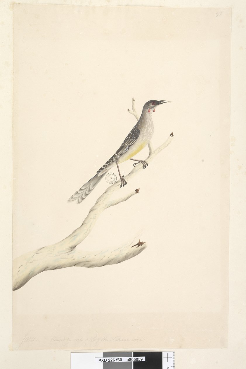 صفحة 60. يونيو. تم تقليله إلى نصف الحجم الطبيعي Red Wattle ، Bird Anthochaera carunculata ، 1791-92 بواسطة فنان غير معروف