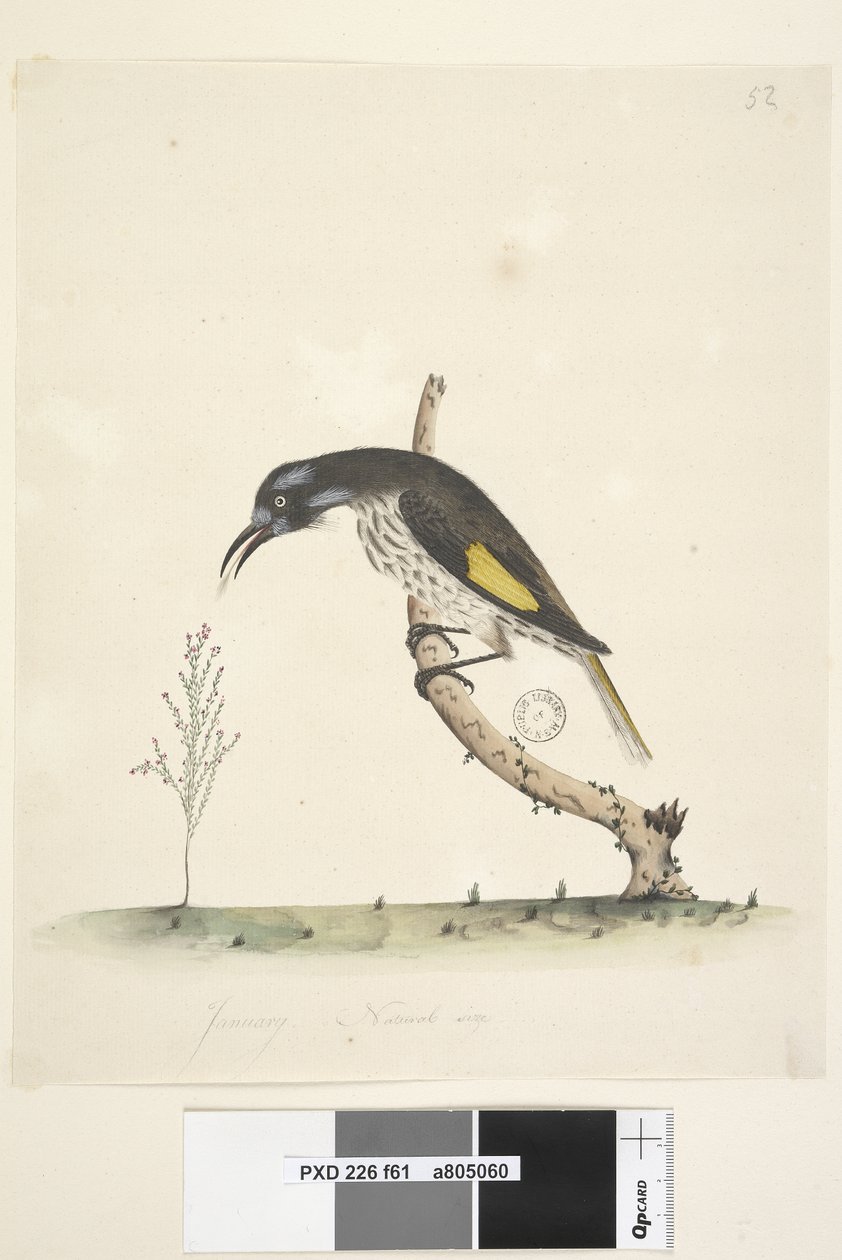 صفحة 61. يناير. البندق الأصفر المجنح Meliornis الحجم الطبيعي الجديد ، هولندا ، 1791-92 بواسطة فنان غير معروف