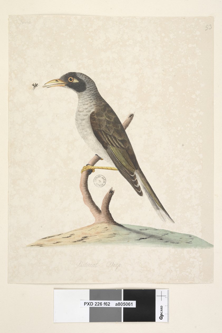الصفحة 62. يونيو. حجم طبيعي عامل منجم صاخب Myzantha melanocephala ، 1791-92 بواسطة فنان غير معروف
