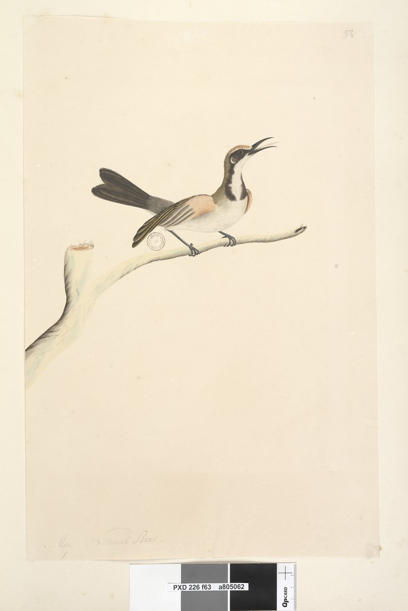 الصفحة 63. مايو. الحجم الطبيعي بني فاتح عسل متوج Phylidonyris melanops ، 1791-92 بواسطة فنان غير معروف