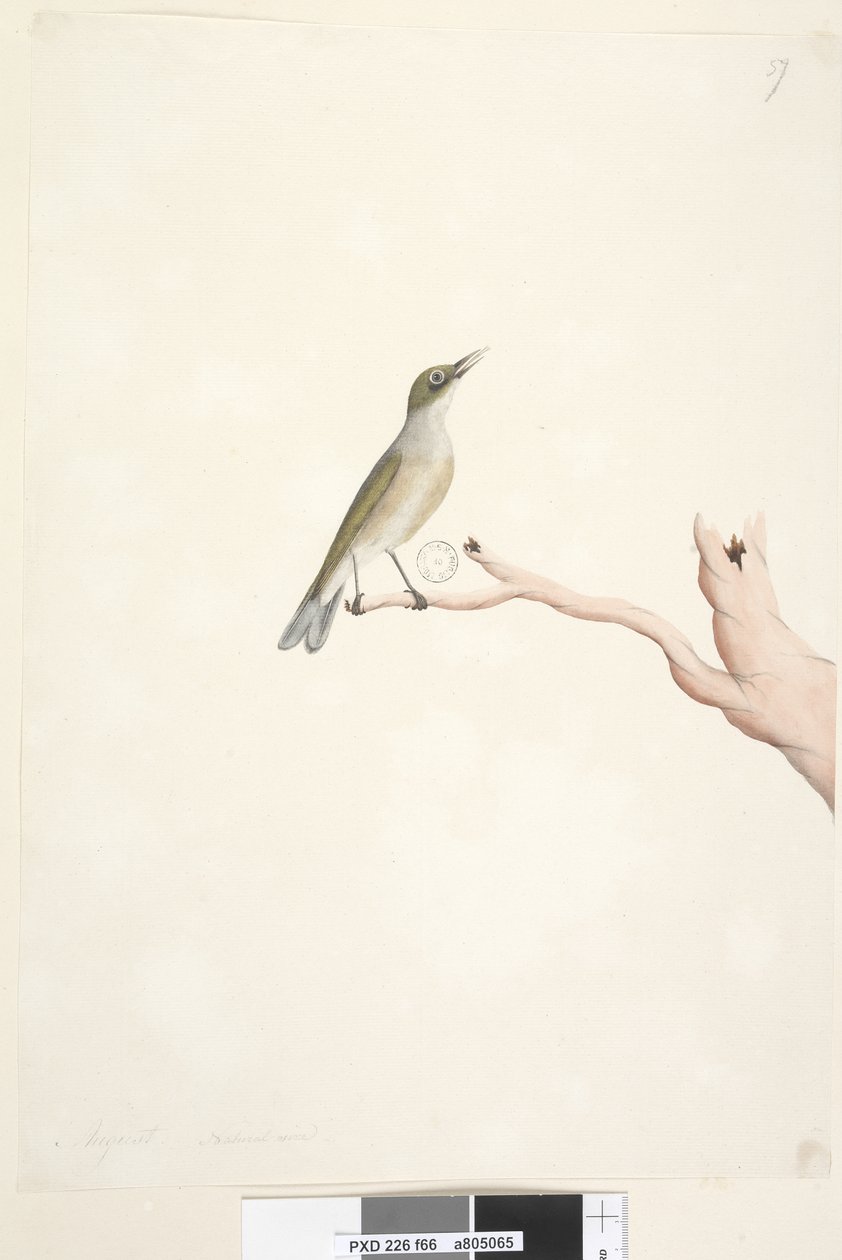 الصفحة 66. أغسطس. الحجم الطبيعي رمادي ، مدعوم من Silvereye Zosterops lateralis ، 1791-92 بواسطة فنان غير معروف