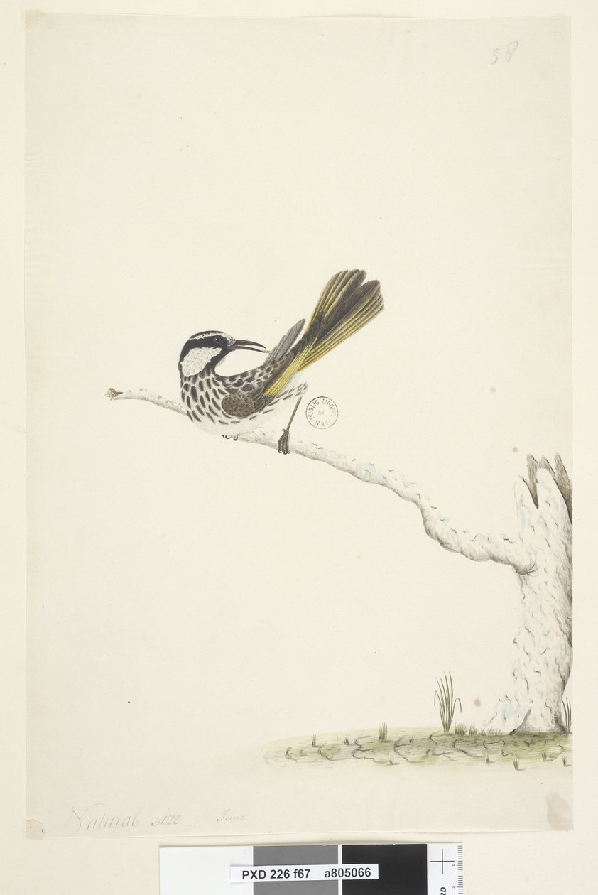 صفحة 67. الحجم الطبيعي ، يونيو الأبيض ، العسل الخدين Phylidonyris nigra ، 1791-92 بواسطة فنان غير معروف