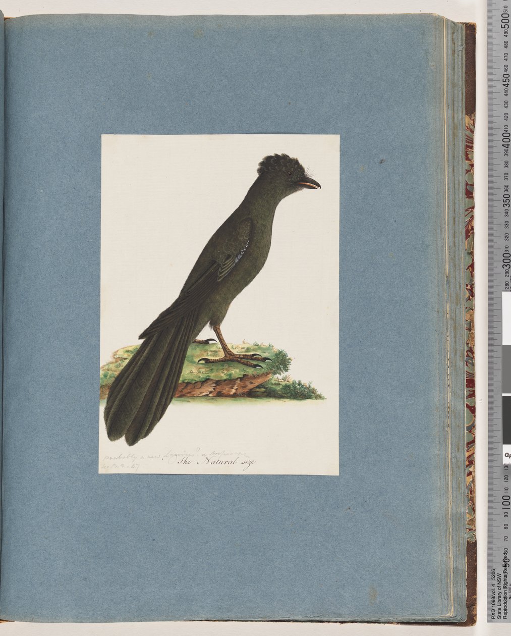صفحة 67. طائر غير معروف. ربما جديدة Lanius أو Muscicapa بواسطة فنان غير معروف