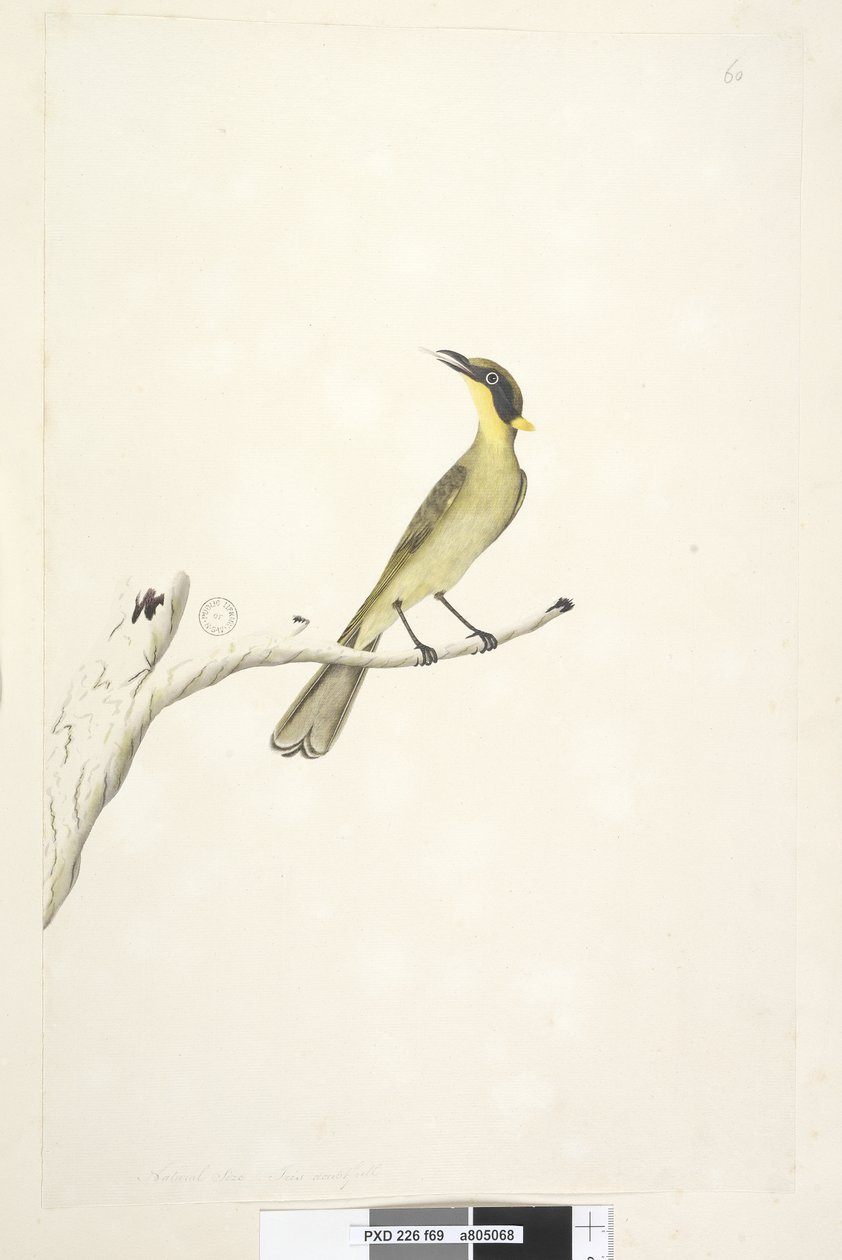 صفحة 69. الحجم الطبيعي. قزحية شك ، صفراء ، عسل معنقدة Lichenostomus melanops ، 1791-92 بواسطة فنان غير معروف