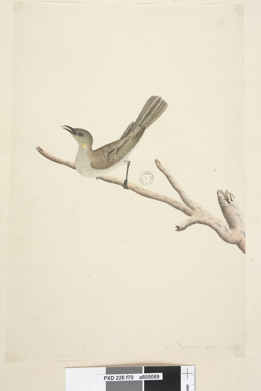 صفحة 70. الحجم الطبيعي. أغسطس فوسكوس عسل Lichenostomus fuscus ، 1791-92 بواسطة فنان غير معروف