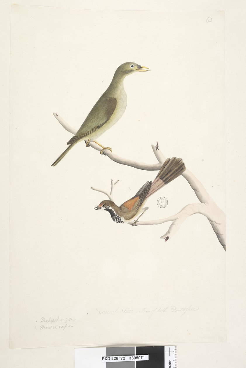 صفحة 72. 1. مليفاغا. 2. Muscicapa. الحجم الطبيعي. قزحية من كلا الشك. Bell Miner Manorina melanophrys و Rhipidura rufifrons ، 1791-92 بواسطة فنان غير معروف