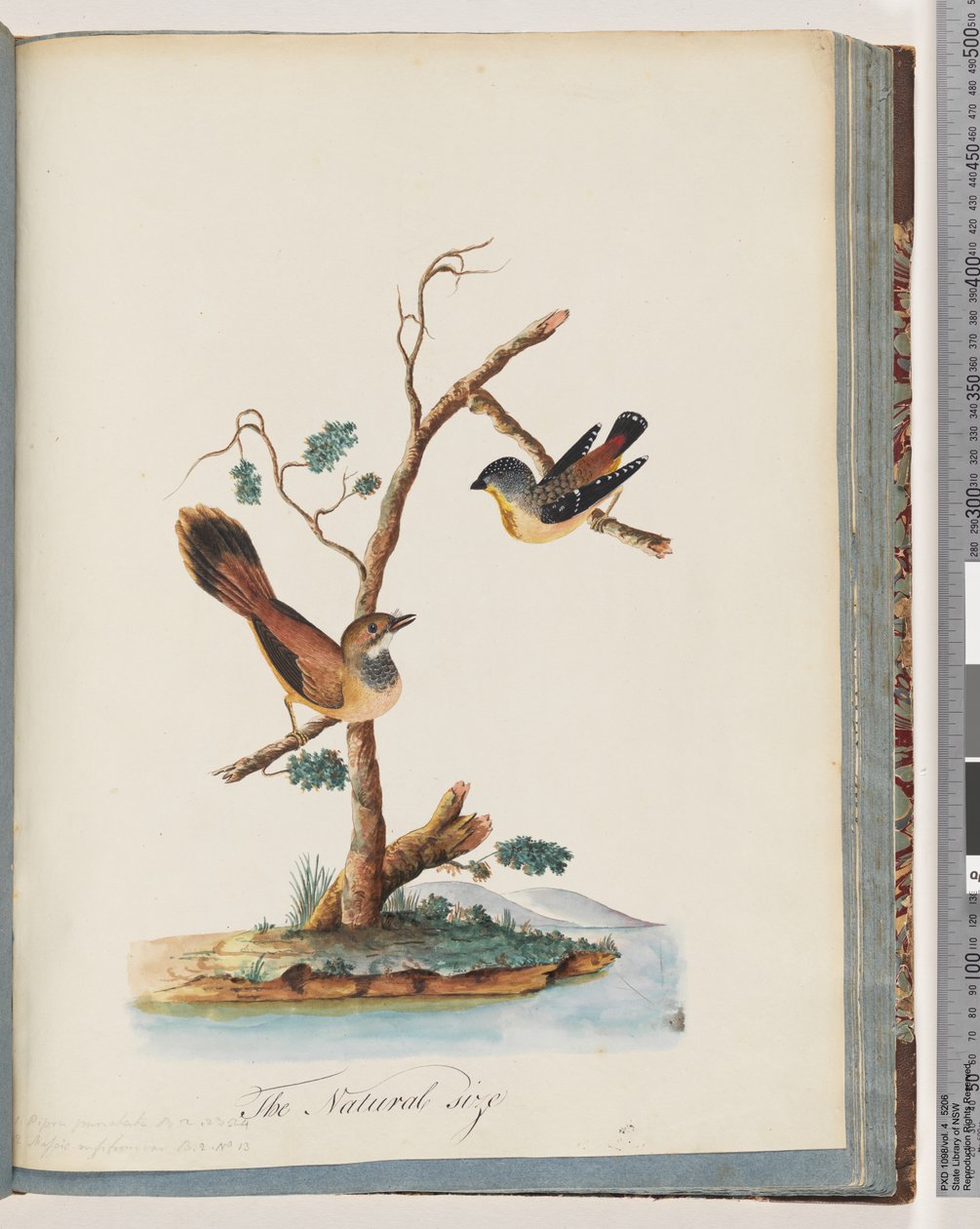 صفحة 72. 1. Pardalote مرقط. Pipra punctata 2. طائر غير معروف. Muscicapa rufifrom بواسطة فنان غير معروف