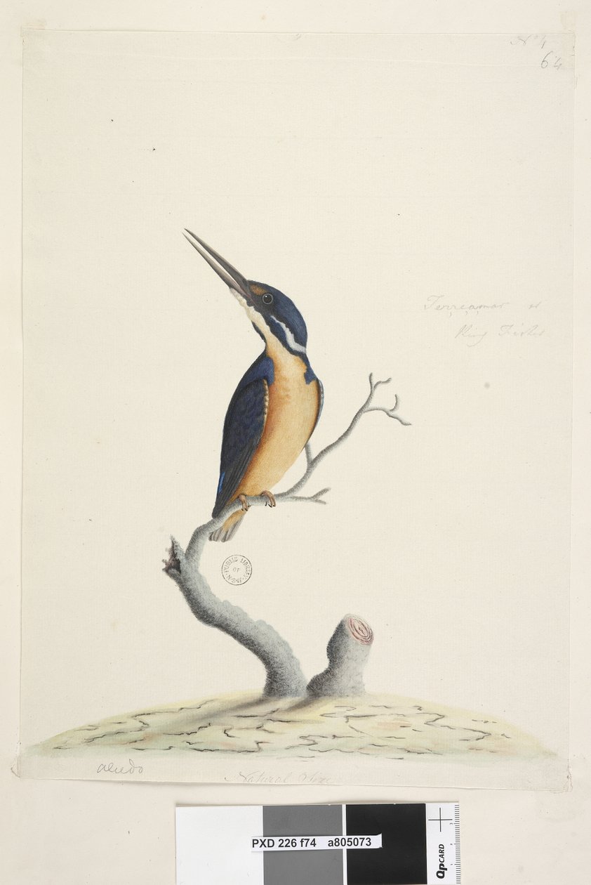 صفحة 74. Ter، re، a، mar أو King Fisher. في أسفل اليسار في يد مختلفة Alcedo. في المركز السفلي في يد ثالثة الحجم الطبيعي Azure Kingfisher Alyone azurea ، 1791-92 بواسطة فنان غير معروف