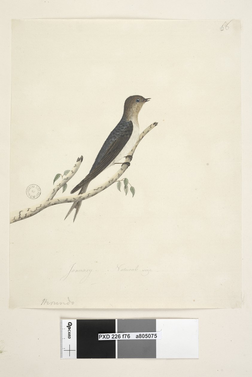 الصفحة 76. هيروندو. في الوسط السفلي بيد مختلفة لشهر يناير الحجم الطبيعي Welcome Swallow Hirundo neoxena ، 1791-92 بواسطة فنان غير معروف