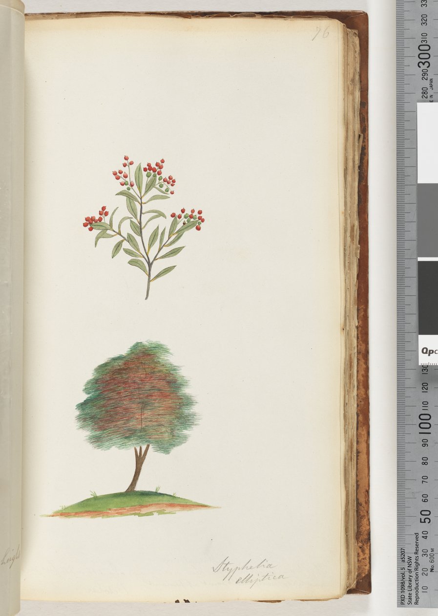 صفحة 76. Styphelia elliptica - شجرة مكنسة هيث بواسطة فنان غير معروف