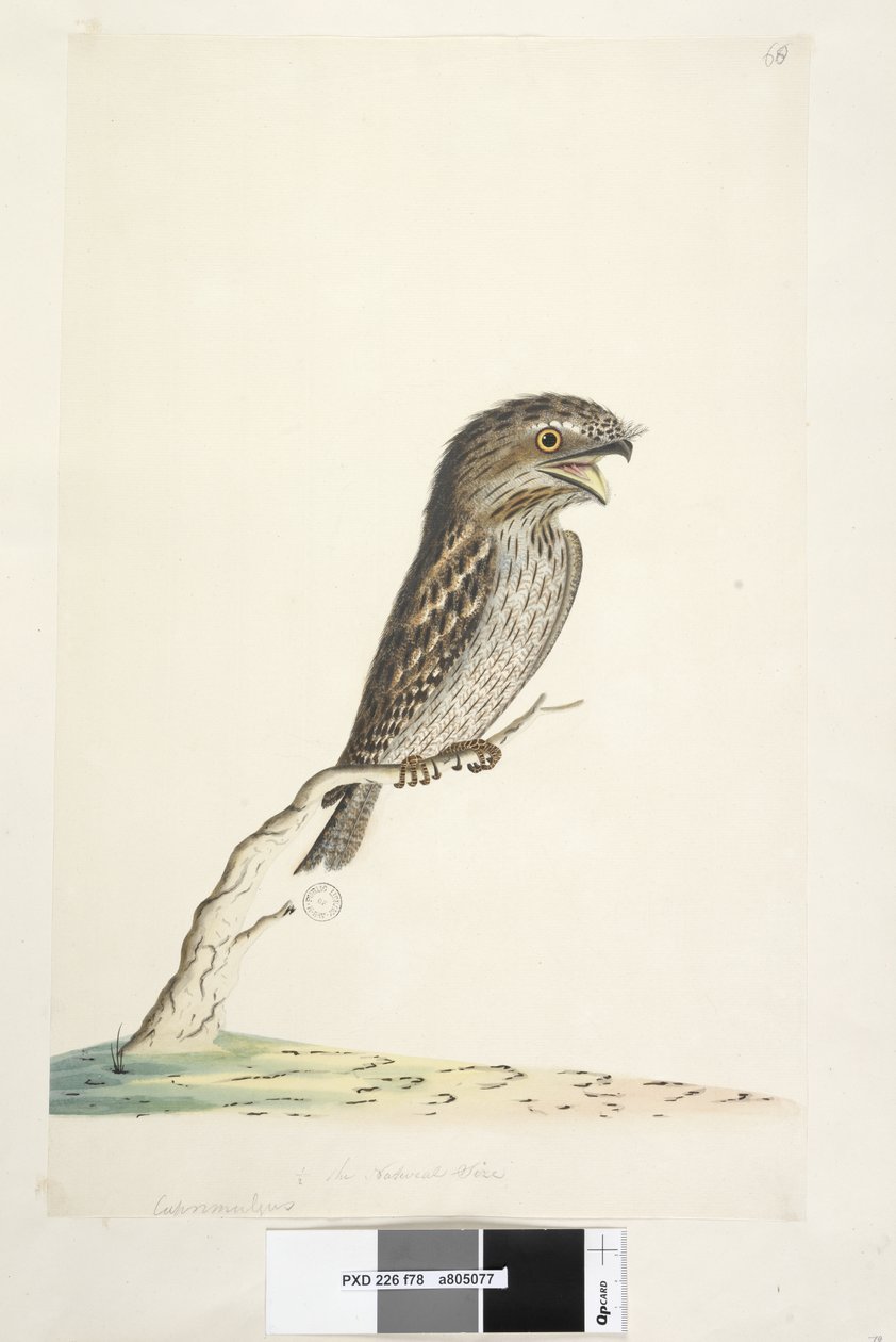 الصفحة 78. Caprimulgus. في المركز السفلي بيد مختلفة 1-2 الحجم الطبيعي أصحر فروجماوث Podargus strigoides ، 1791-92 بواسطة فنان غير معروف