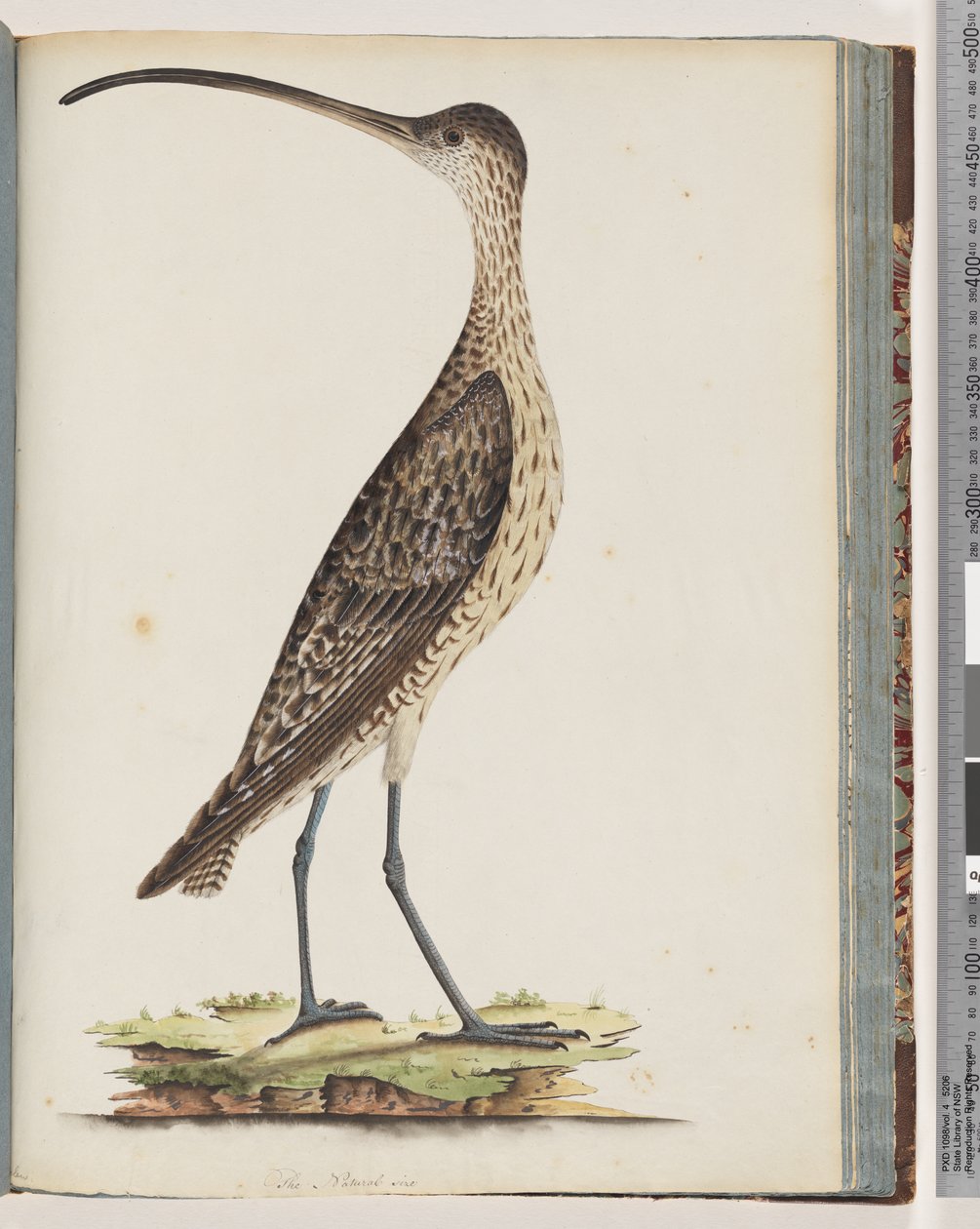 صفحة 78. Eastern Curlew بواسطة فنان غير معروف