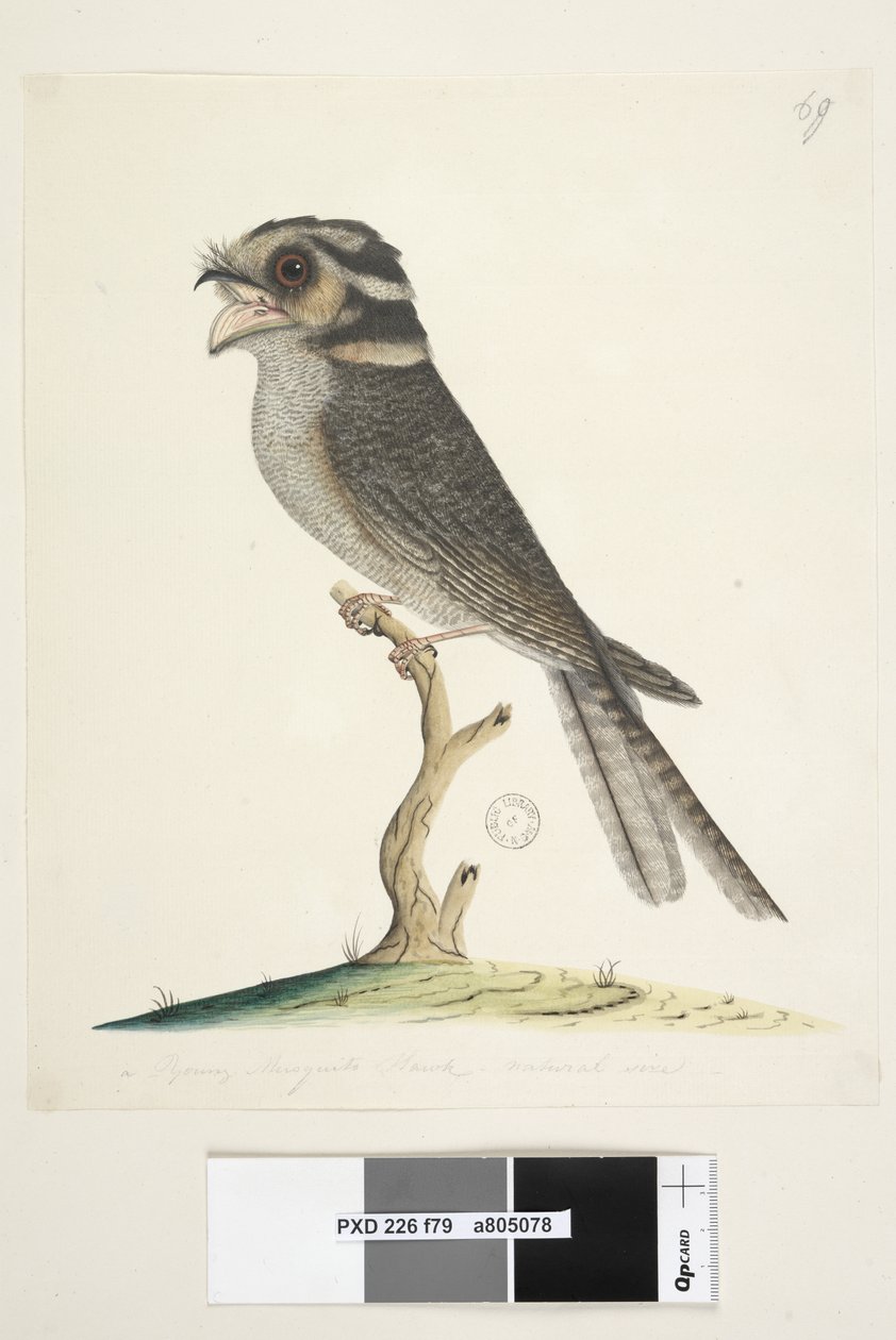 صفحة 79. صقر موسكيتو صغير الحجم الطبيعي البومة Nightjar Aegotheles cristatus ، 1791-92 بواسطة فنان غير معروف