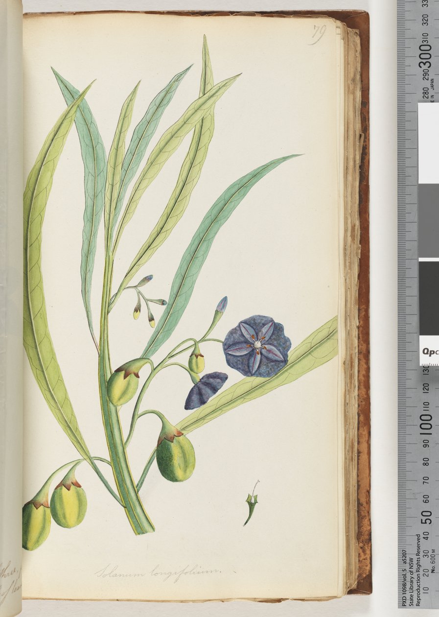 صفحة 79. Solanum longifolium بواسطة فنان غير معروف