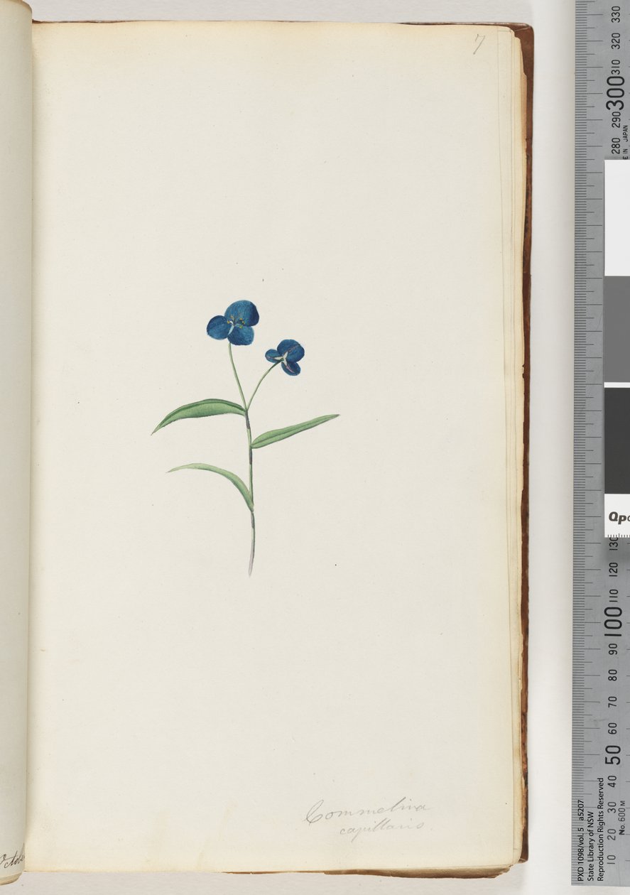 صفحة 7. Commelina capillaris بواسطة فنان غير معروف