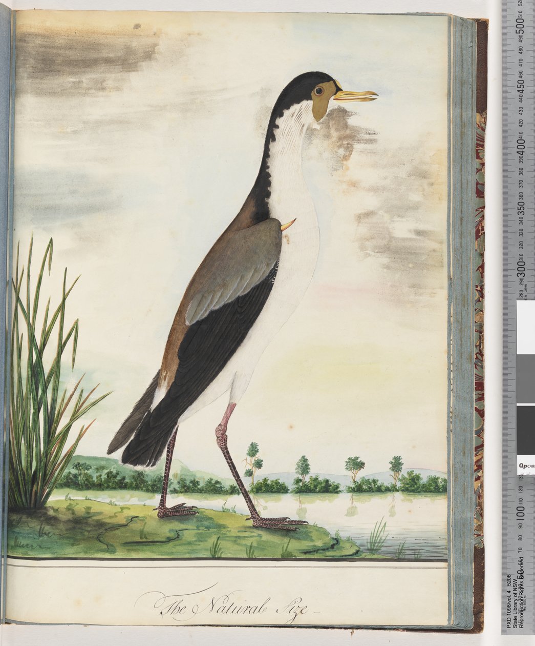 صفحة 80. Lapwing مقنع أو Spur ، الزقزاق المجنح بواسطة فنان غير معروف