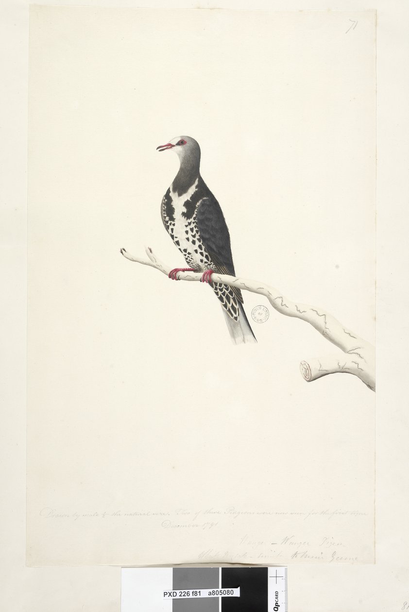 صفحة 81. Wunga ، Wungee Pigeon. مرسومة بمقياس 1-2 الحجم الطبيعي. شوهد اثنان من هذه البيدجون لأول مرة في ديسمبر 1791 .... على غرار ... Wonga Pigeon Leucosarcia melanoleuca ، 1791-92 بواسطة فنان غير معروف